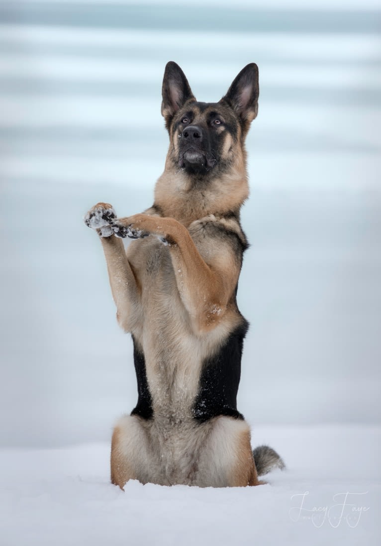 Arya, a German Shepherd Dog tested with EmbarkVet.com