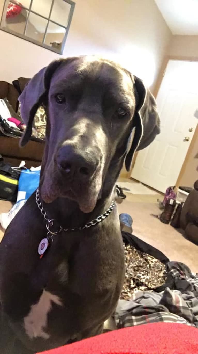 Zane, a Great Dane tested with EmbarkVet.com