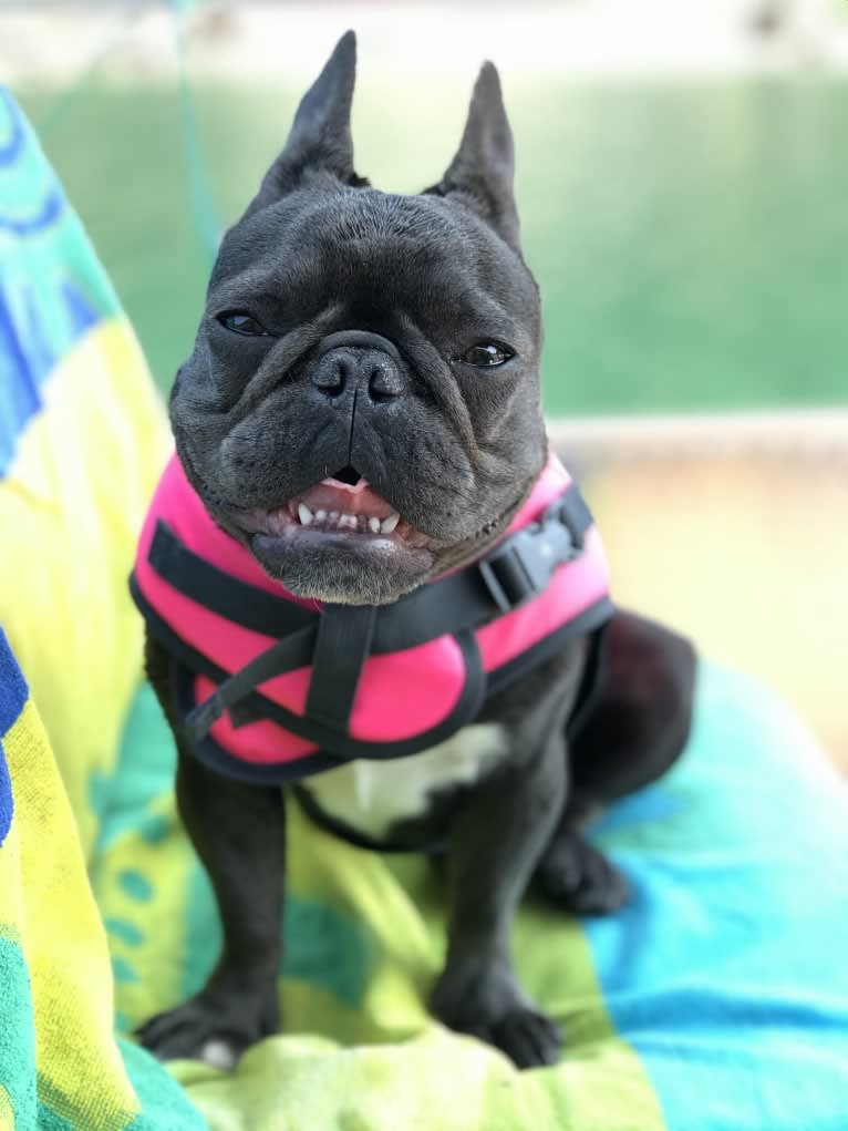 Gianna, a French Bulldog tested with EmbarkVet.com