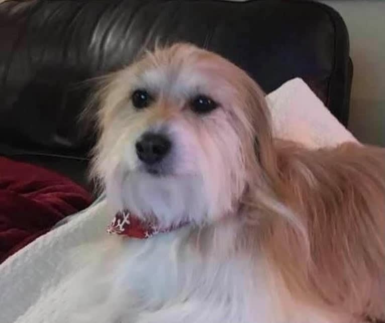 Winham’s Cowboy Cody of Cowgirl Cotons, a Coton de Tulear tested with EmbarkVet.com