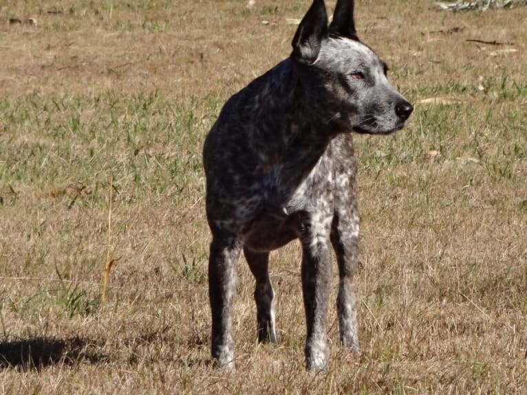 Zoe, an Australian Cattle Dog and Staffordshire Terrier mix tested with EmbarkVet.com
