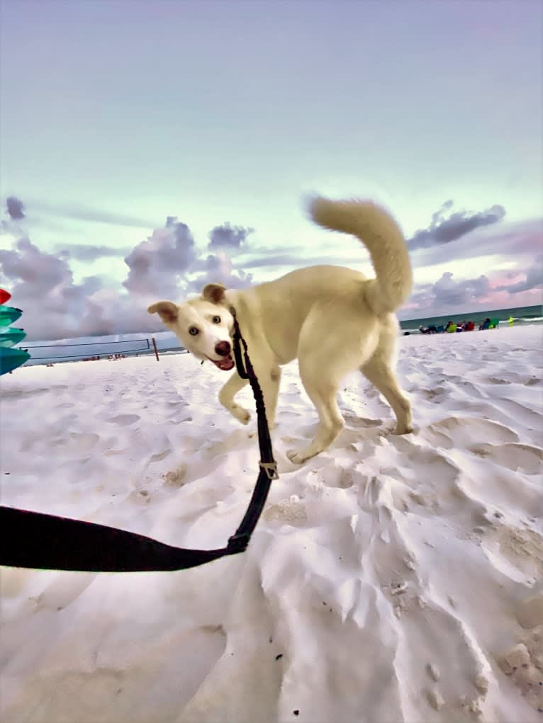 Dash, a Gerberian Shepsky (12.7% unresolved) tested with EmbarkVet.com