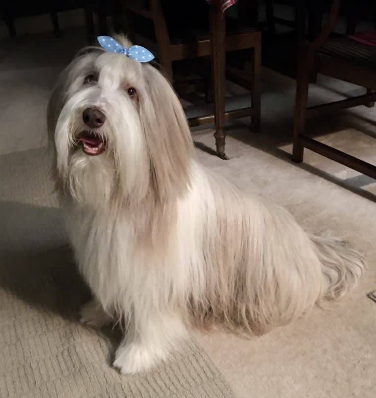 Spindrift Love Takes Wing, a Bearded Collie tested with EmbarkVet.com