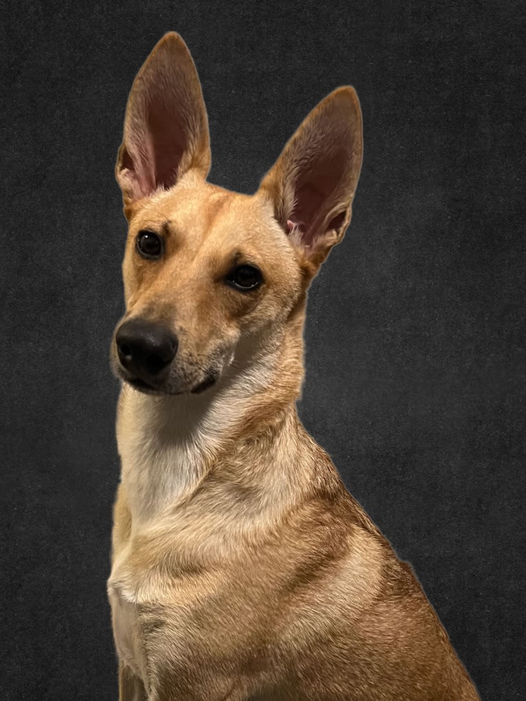 Lady Nala Bear BCF, a Carolina Dog tested with EmbarkVet.com