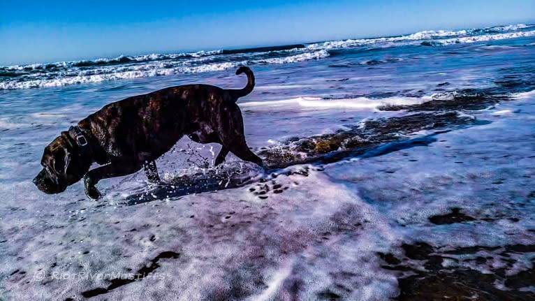 Trigger, a Mastiff and Cane Corso mix tested with EmbarkVet.com