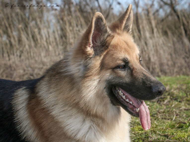 IROH, a German Shepherd Dog tested with EmbarkVet.com