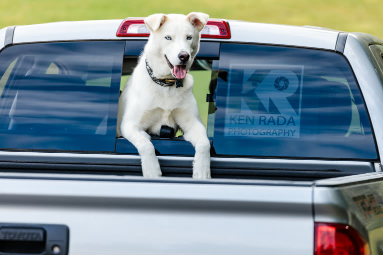 Dash, a Gerberian Shepsky (12.7% unresolved) tested with EmbarkVet.com