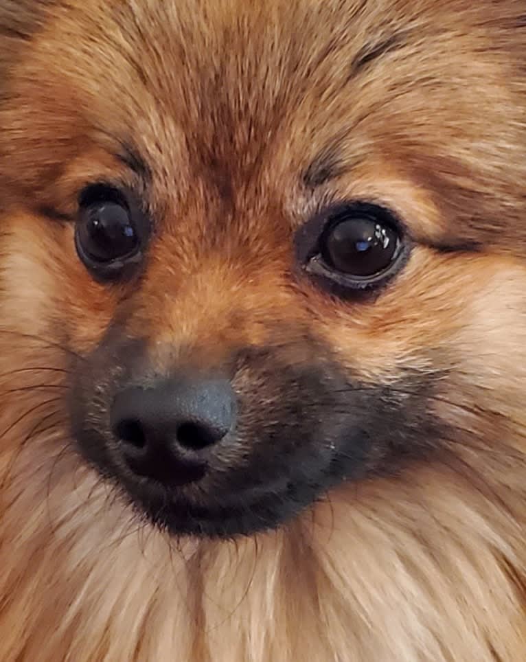 Grizzy, a Pomeranian tested with EmbarkVet.com