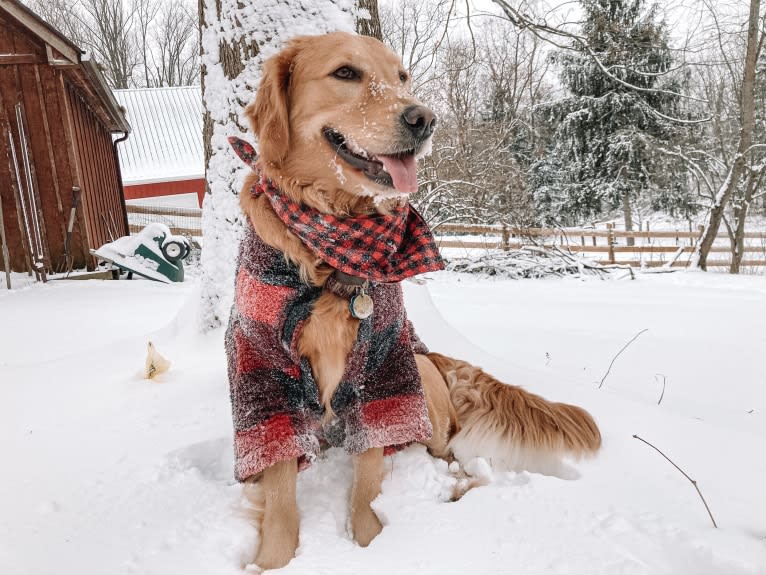 Marley, a Golden Retriever tested with EmbarkVet.com