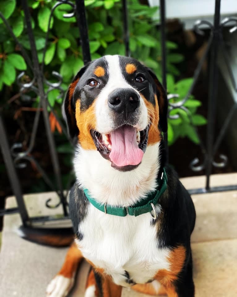 Ares, a Greater Swiss Mountain Dog tested with EmbarkVet.com