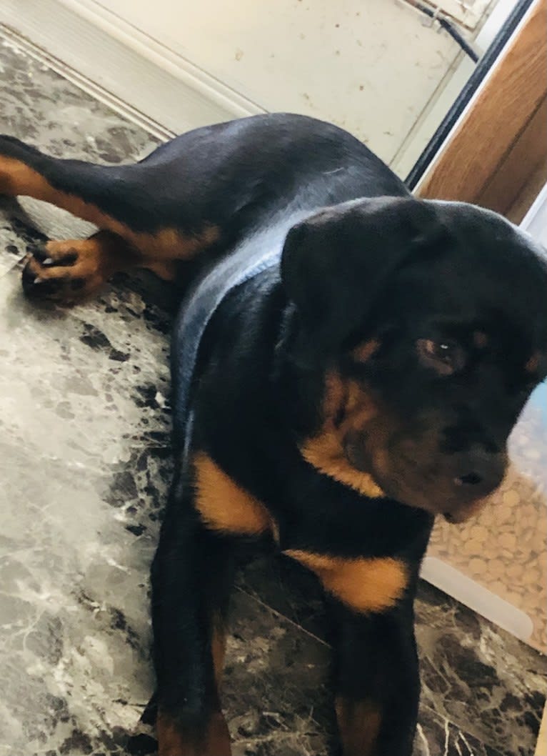 Chompy, a Rottweiler tested with EmbarkVet.com