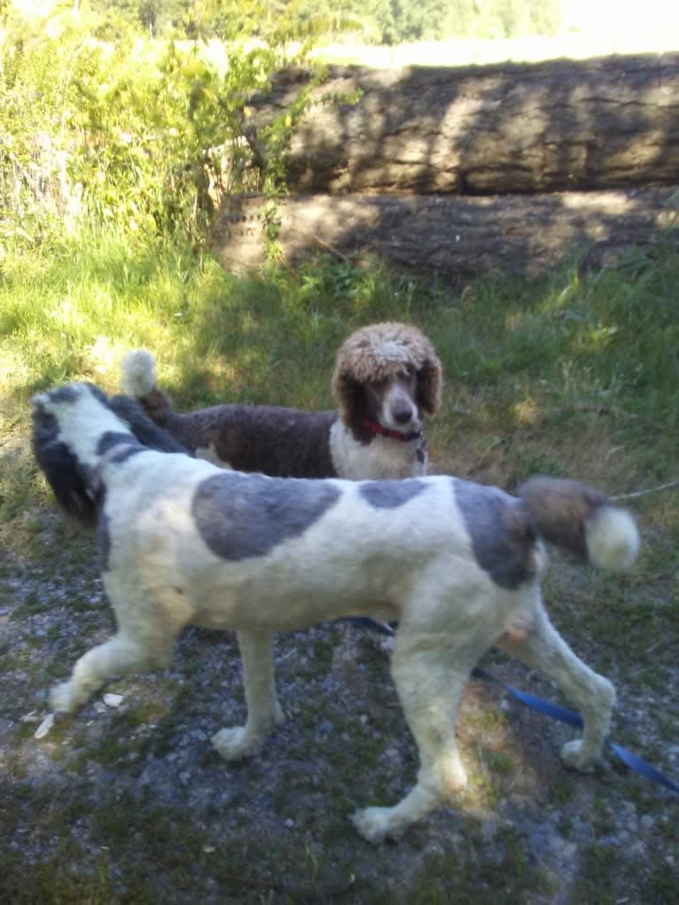 ENZO, a Poodle (Standard) tested with EmbarkVet.com