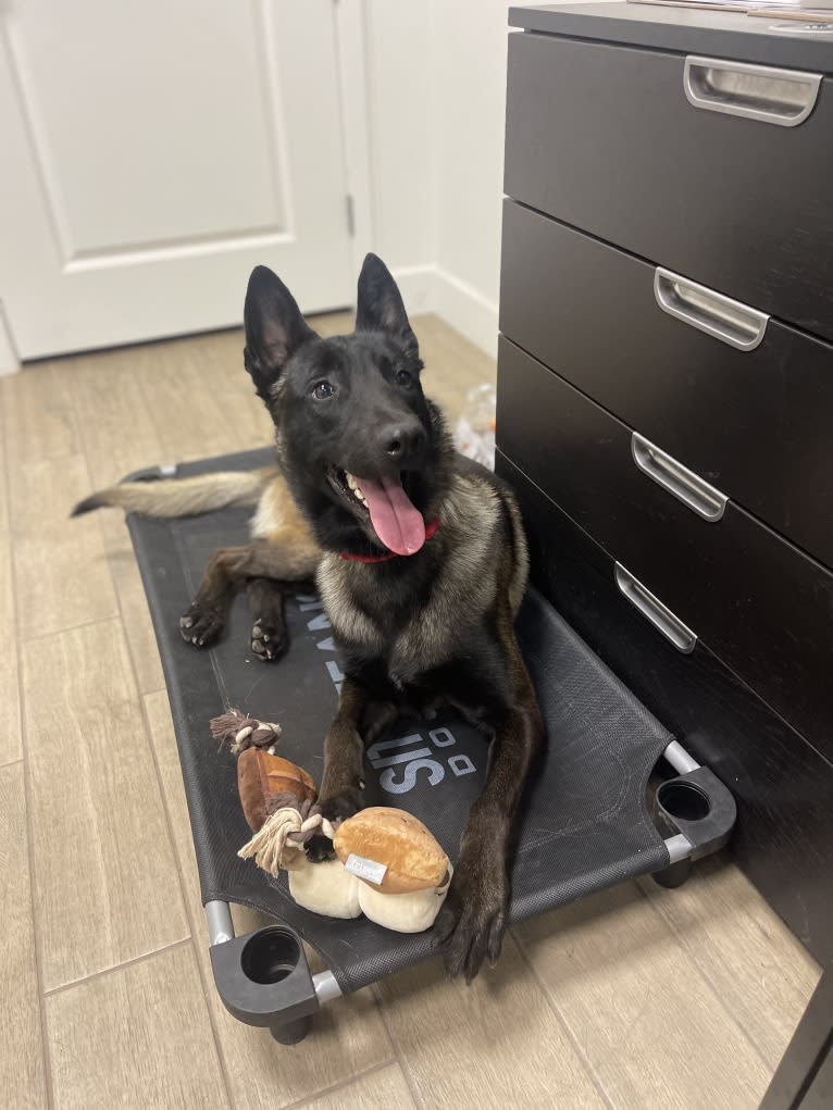 Havoc, a Belgian Shepherd tested with EmbarkVet.com