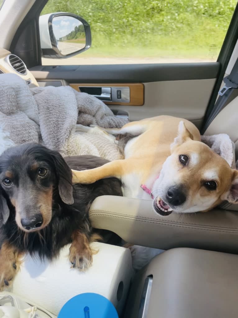 Bunny, a Rat Terrier and Labrador Retriever mix tested with EmbarkVet.com