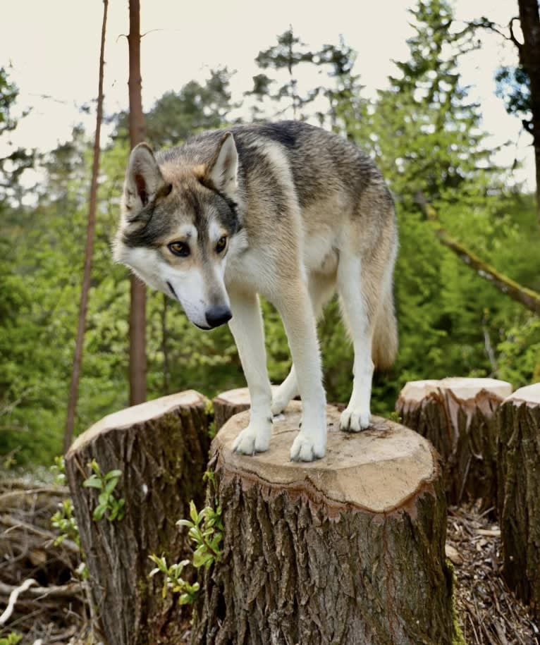 Zev a dog tested with EmbarkVet.com