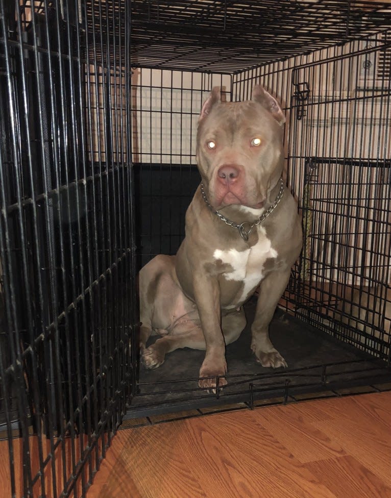 Teally, an American Bully tested with EmbarkVet.com
