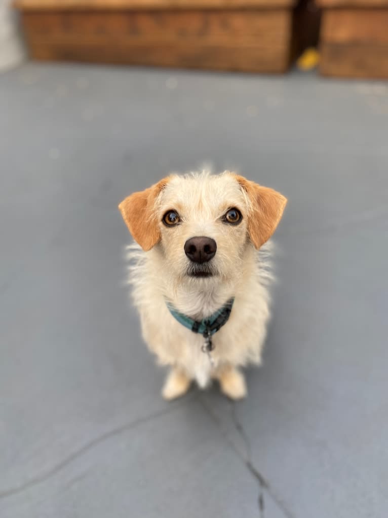 Bailey, a Chihuahua and Bichon Frise mix tested with EmbarkVet.com