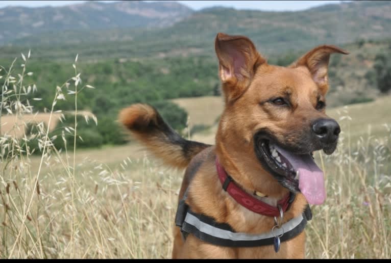Ichabod, a German Shepherd Dog and Boxer mix tested with EmbarkVet.com