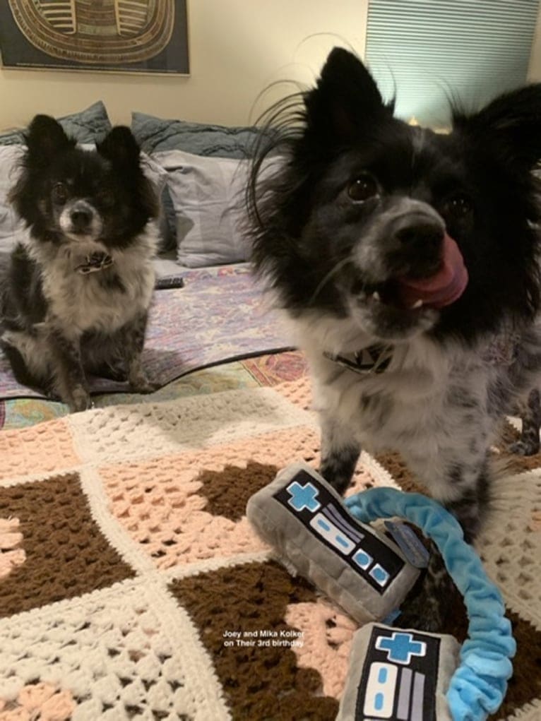 Mika, a Pomeranian and American Eskimo Dog mix tested with EmbarkVet.com