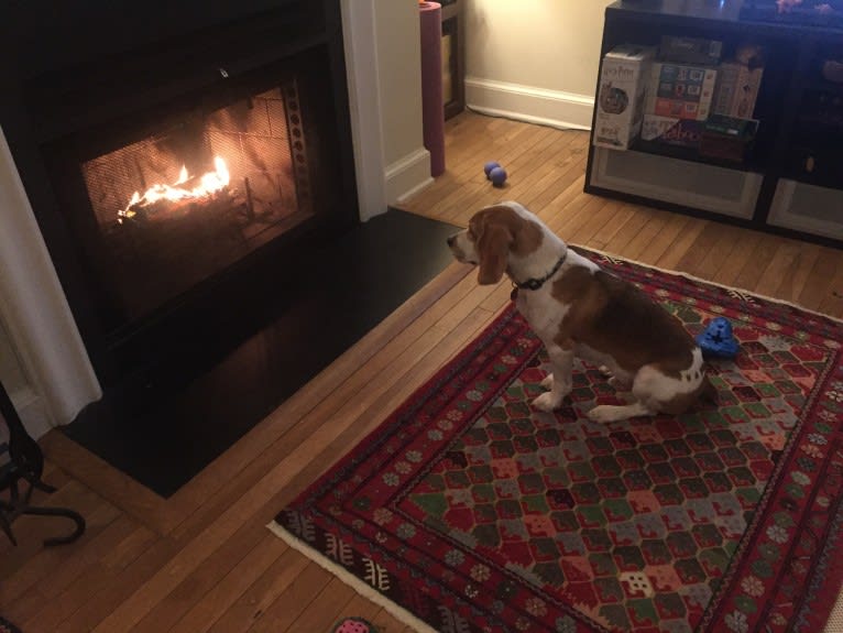 Spencer, a Beagle tested with EmbarkVet.com