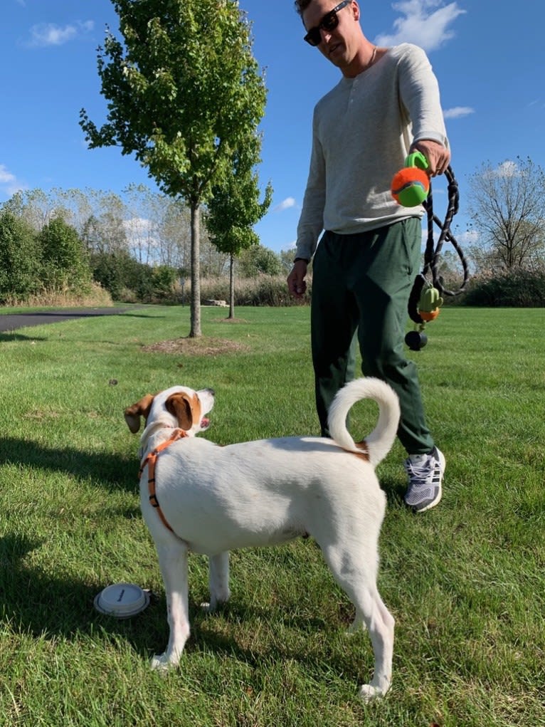 Wilson Wayhart, a Boxer and German Shepherd Dog mix tested with EmbarkVet.com