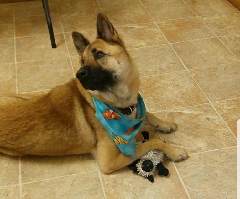 Merlin, a Chow Chow and German Shepherd Dog mix tested with EmbarkVet.com
