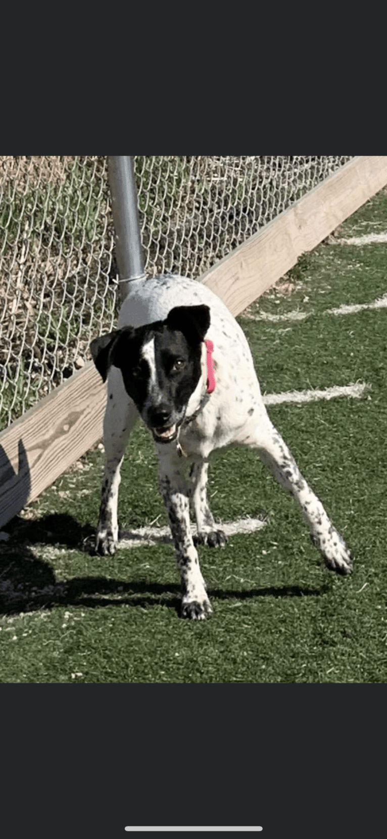 Riley, an Australian Cattle Dog and American Pit Bull Terrier mix tested with EmbarkVet.com