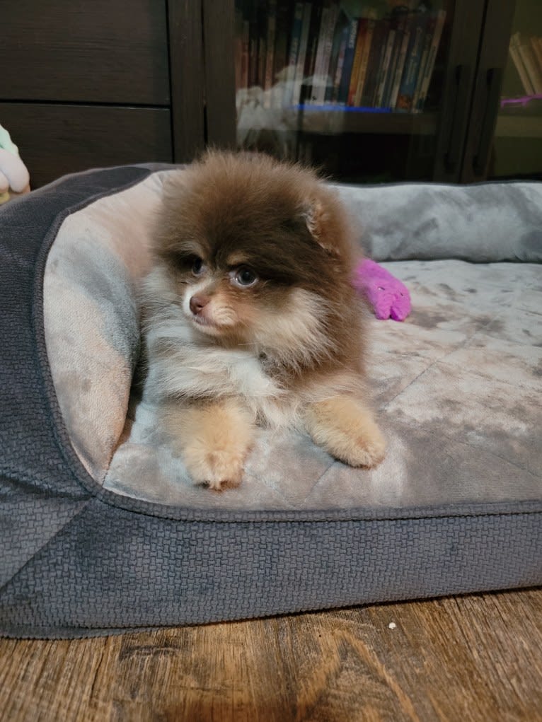 Essentia, a Pomeranian tested with EmbarkVet.com
