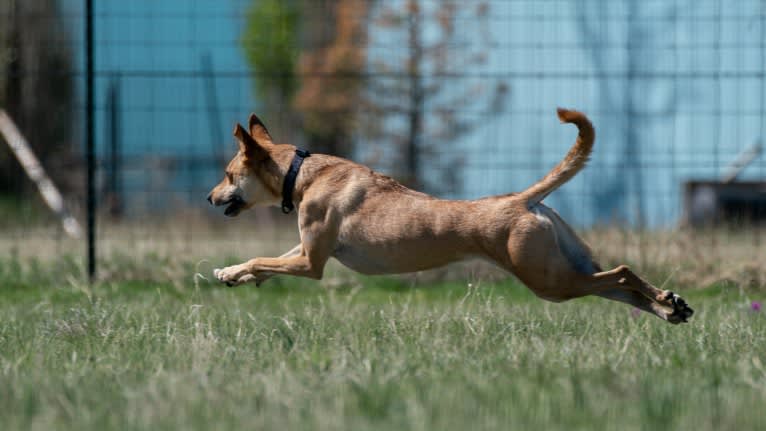 Lady Nala Bear BCF, a Carolina Dog tested with EmbarkVet.com