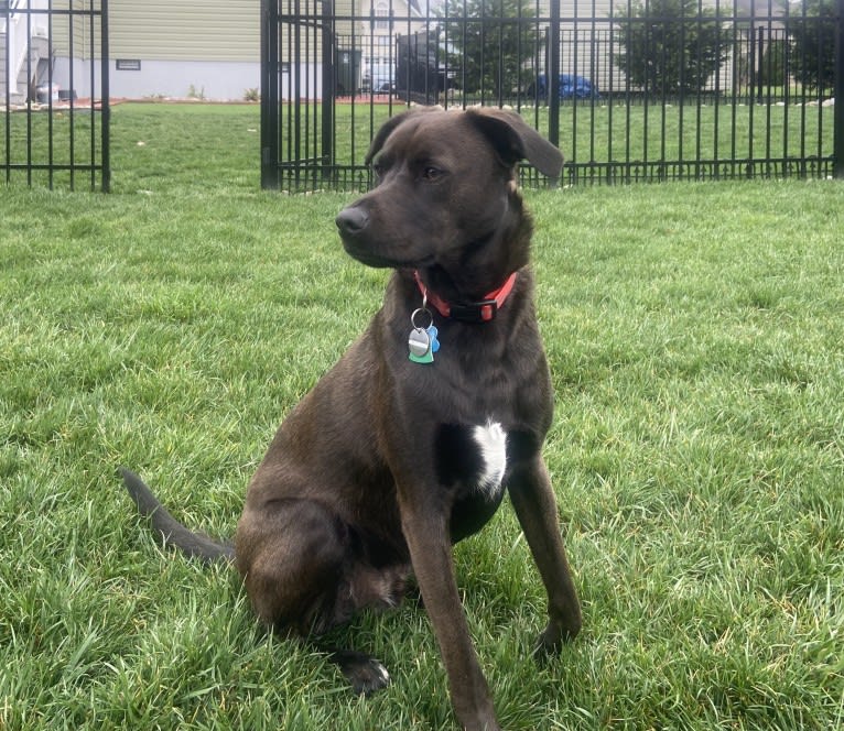 NEVILLE, an American Pit Bull Terrier and Plott mix tested with EmbarkVet.com