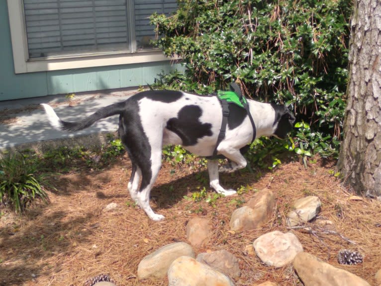 PATIENCE, a Labrador Retriever and American Pit Bull Terrier mix tested with EmbarkVet.com