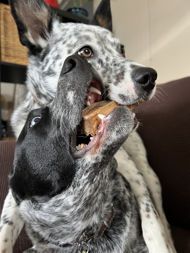 Monster X, an Australian Cattle Dog tested with EmbarkVet.com