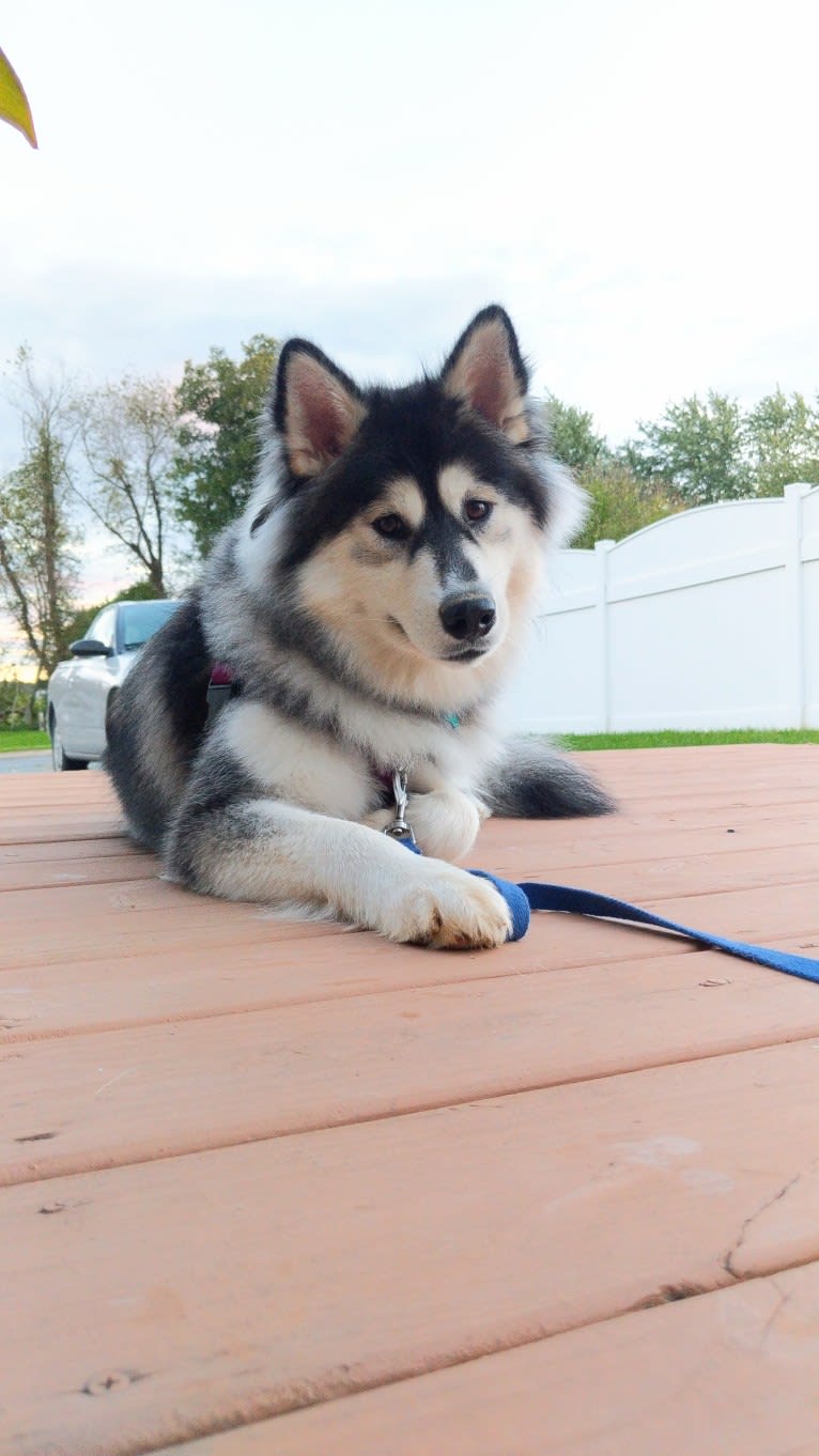 Luna, an Alaskan Malamute tested with EmbarkVet.com