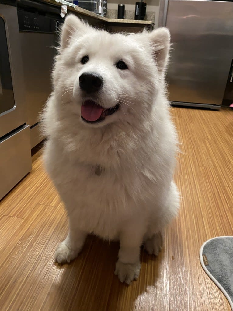 Kuma, a Samoyed tested with EmbarkVet.com