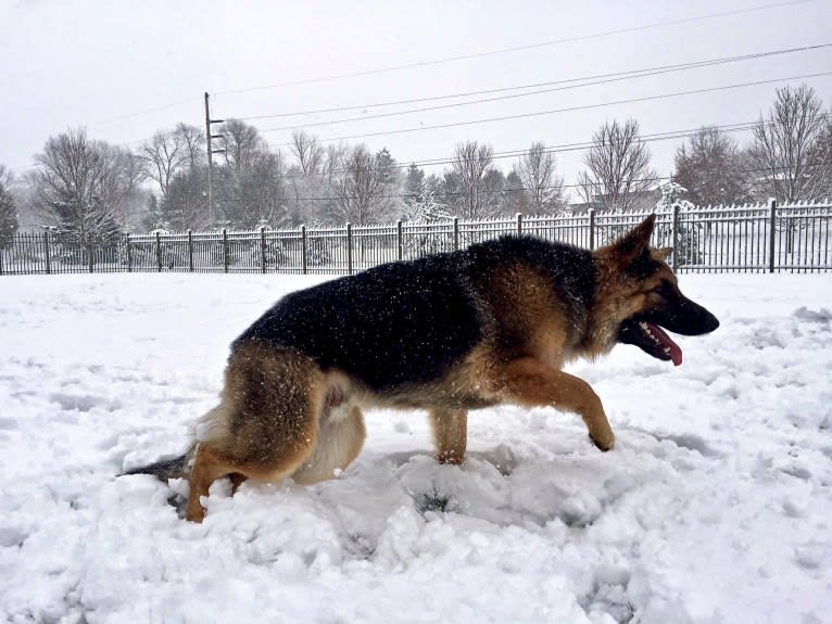 Moose, a German Shepherd Dog and Black Russian Terrier mix tested with EmbarkVet.com