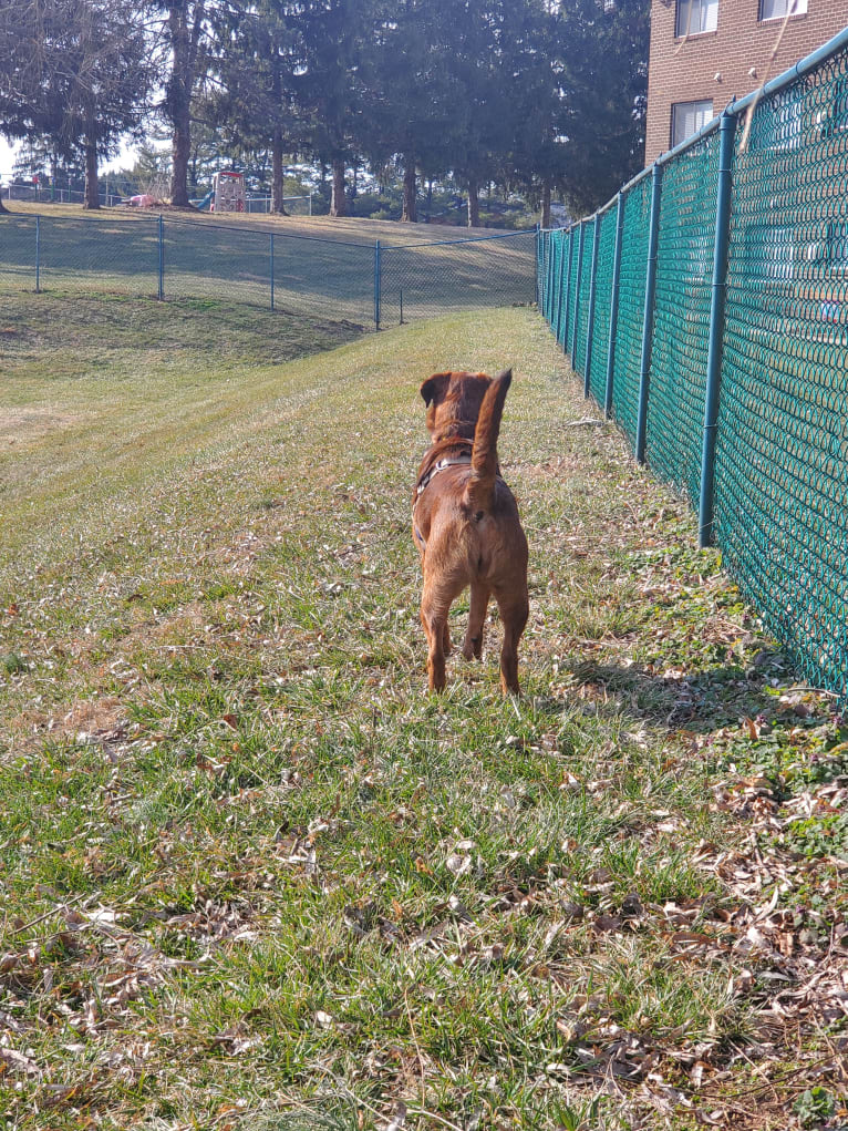 Dahlia (Dolly), an American Pit Bull Terrier and Australian Shepherd mix tested with EmbarkVet.com