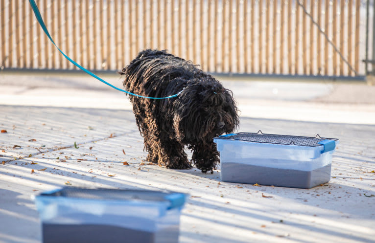 Sky Blue Ede Laszlo "Laszlo", a Puli tested with EmbarkVet.com