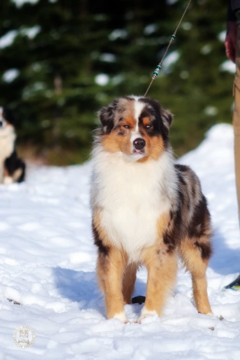 Jango, an Australian Shepherd tested with EmbarkVet.com