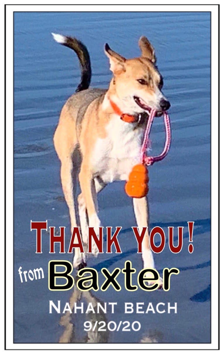 Baxter, a Mountain Cur and West Siberian Laika mix tested with EmbarkVet.com