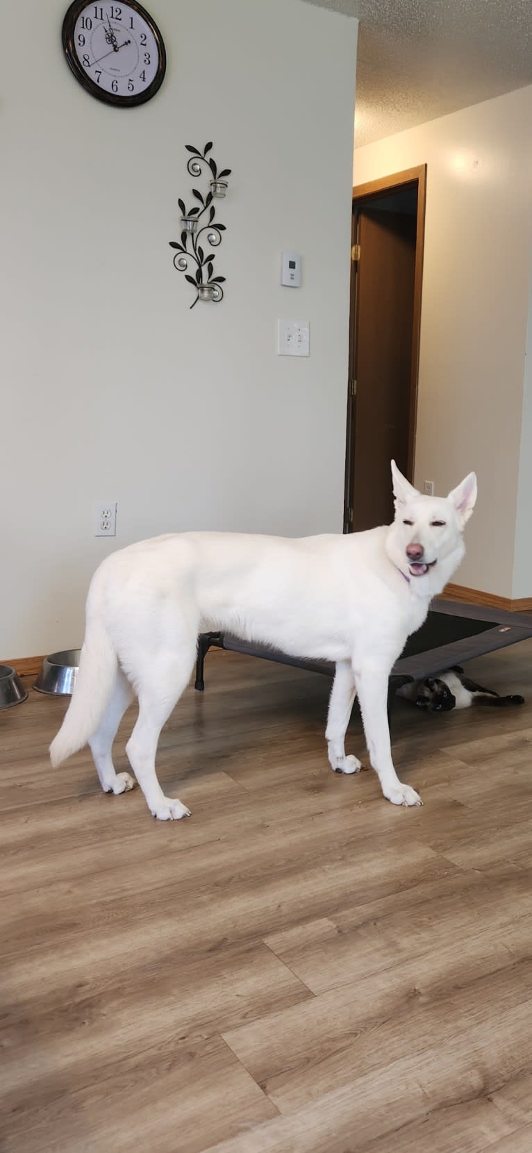 Sundae, a White Shepherd tested with EmbarkVet.com