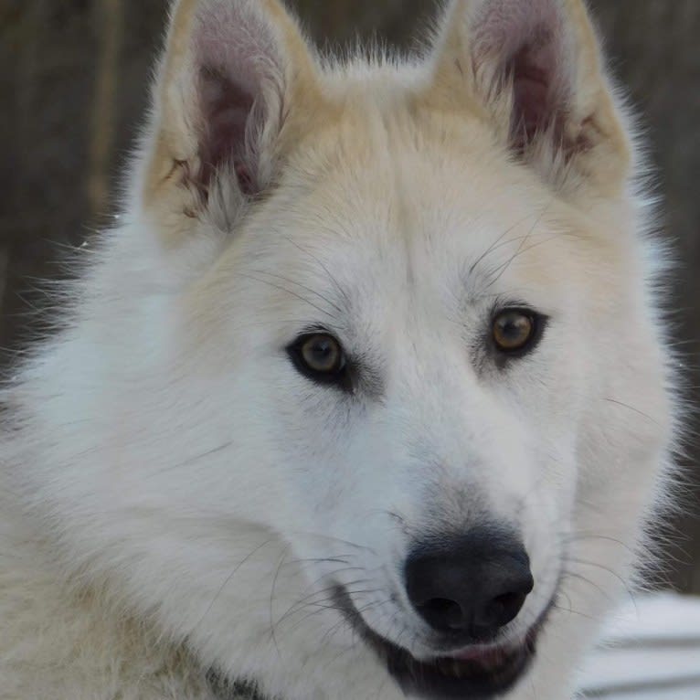 Hunter, an Alaskan Malamute and Greenland Dog mix tested with EmbarkVet.com