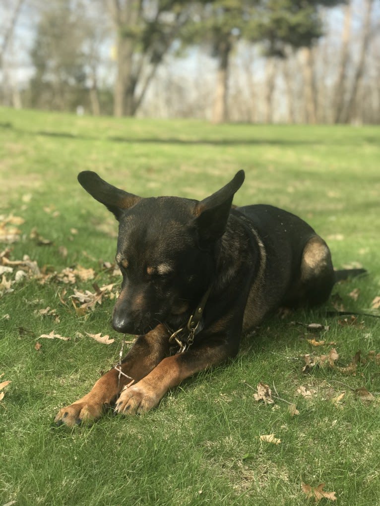 Boston, an Australian Cattle Dog and American Pit Bull Terrier mix tested with EmbarkVet.com