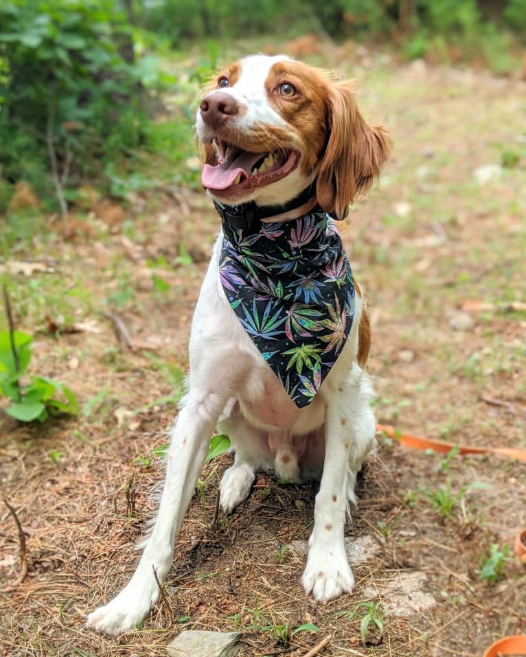 Oliver, a Brittany tested with EmbarkVet.com