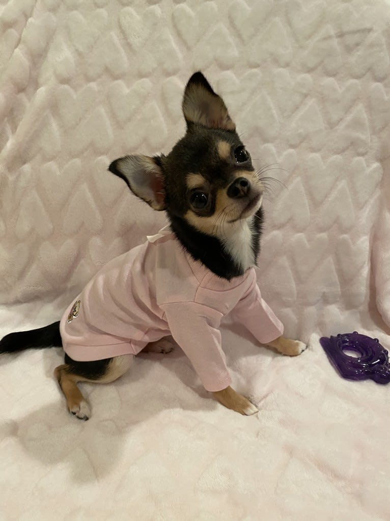 Alli-Mae, a Chihuahua tested with EmbarkVet.com