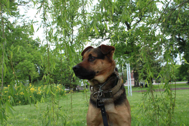 Kaydo, a German Shepherd Dog and Labrador Retriever mix tested with EmbarkVet.com