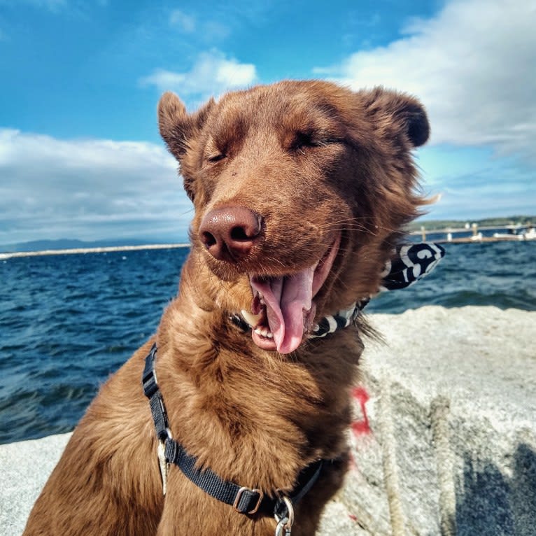 Sequoia, a Siberian Husky and Labrador Retriever mix tested with EmbarkVet.com