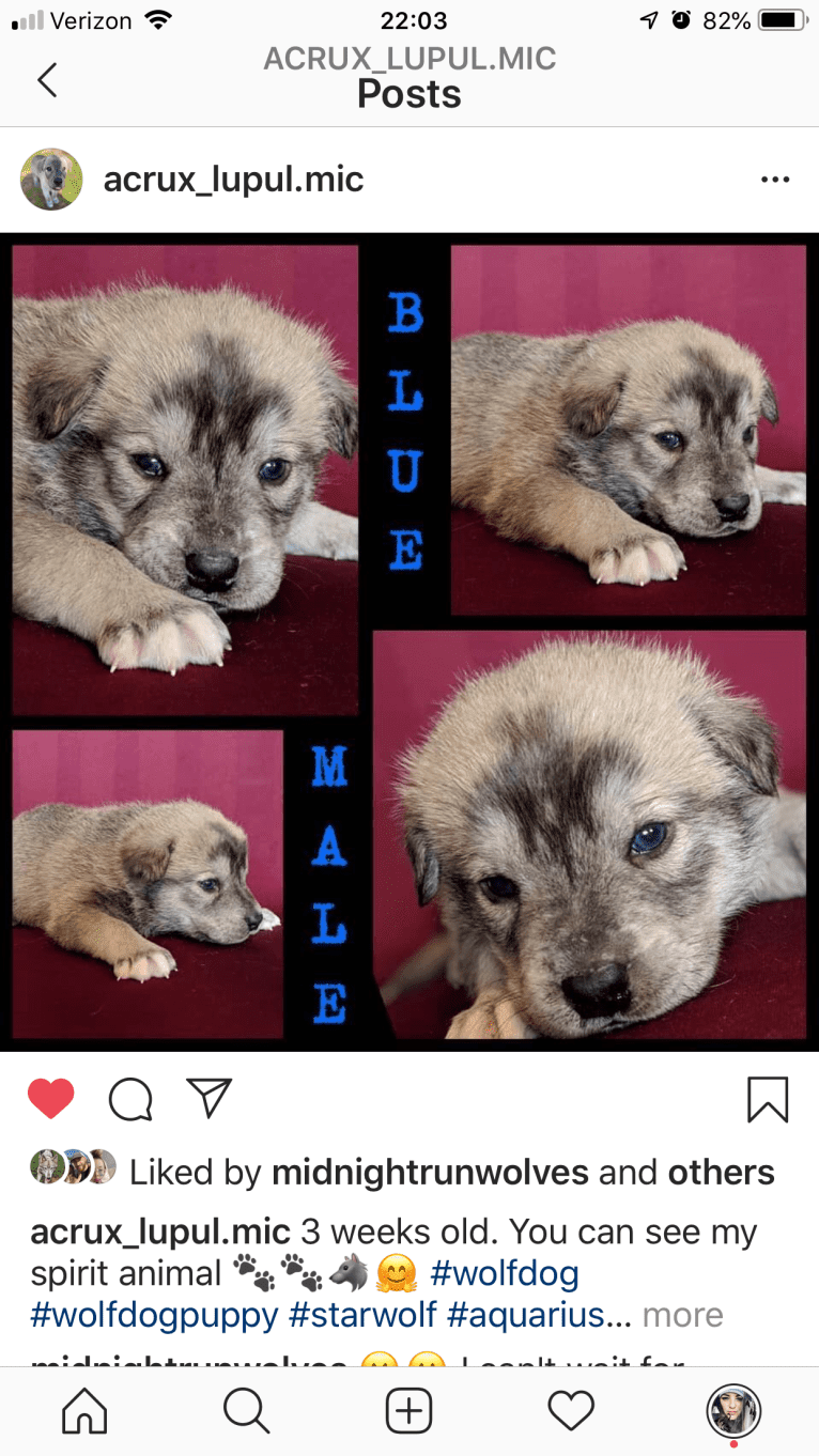 Acrux a dog tested with EmbarkVet.com