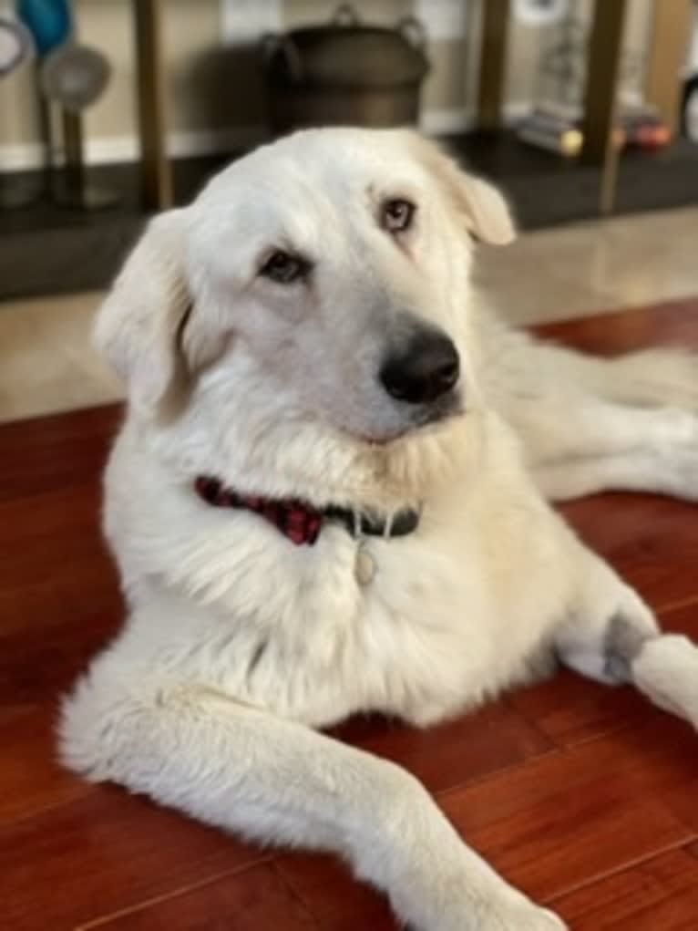 Falkor, a Great Pyrenees and Great Dane mix tested with EmbarkVet.com