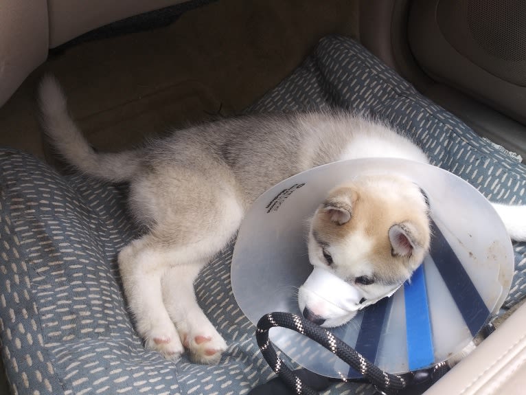 Everest, a Gerberian Shepsky tested with EmbarkVet.com