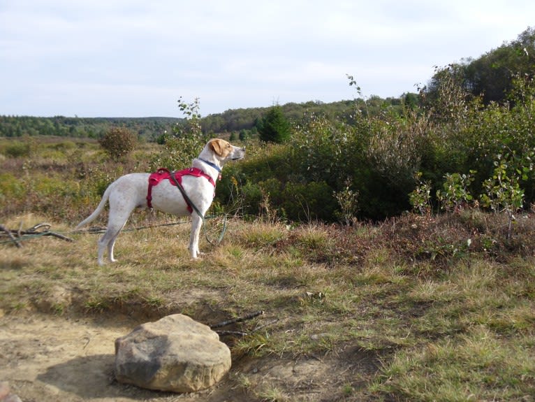 Puck, an Australian Cattle Dog and American Pit Bull Terrier mix tested with EmbarkVet.com